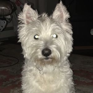 Meet your Posher, Debbie